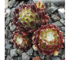 Sempervivum ANASTASIA