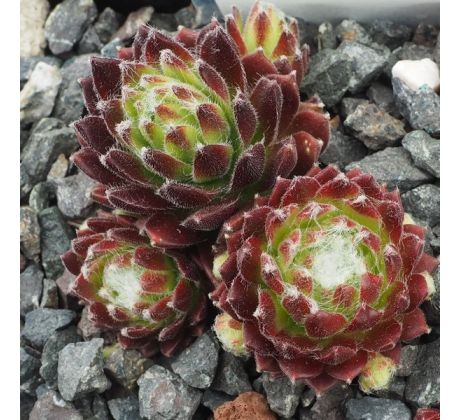 Sempervivum ANASTASIA