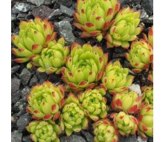 Sempervivum ANGORITE