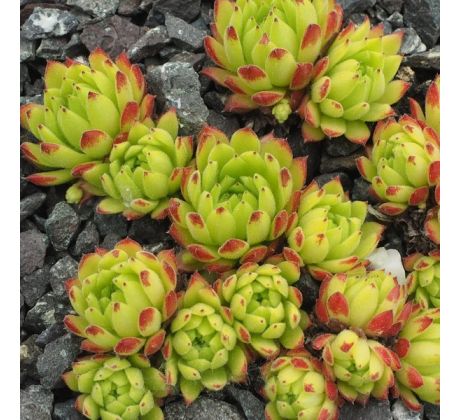 Sempervivum ANGORITE