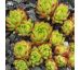 Sempervivum ANGORITE