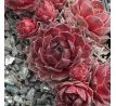 Sempervivum ANN-BERRY