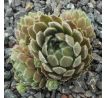 Sempervivum ARTISCHICKE