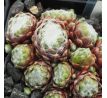 Sempervivum BASCOUR ZILVER