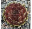 Sempervivum BAX