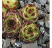 Sempervivum BEATRIX BODMEIER