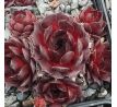 Sempervivum BLACKWIZZARD