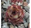 Sempervivum BLADE OF STEEL