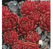 Sempervivum BLICKFANG