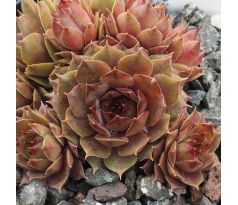 Sempervivum BLONDE DAME