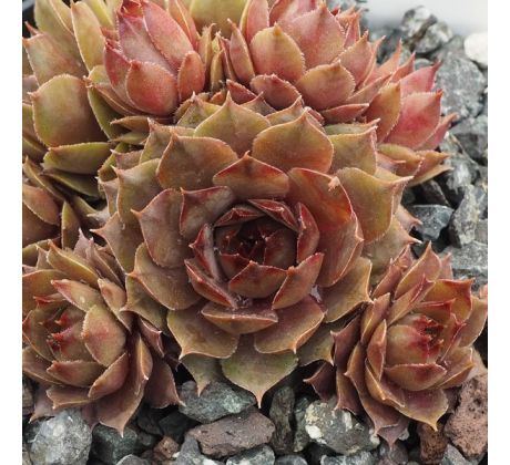 Sempervivum BLONDE DAME