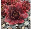 Sempervivum BLOOD OF WINTER