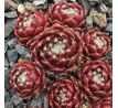 Sempervivum BLUTSTROPF