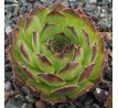 Sempervivum BRAND NEW HEAVIES