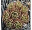 Sempervivum BROAD PEAK