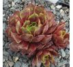 Sempervivum CARNIVAL QUEEN