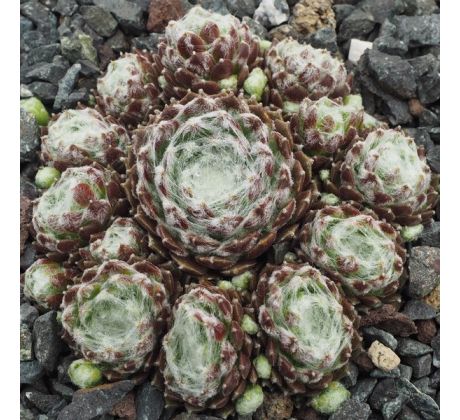 Sempervivum DAGDAD CAFE