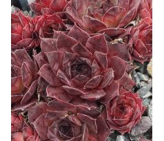 Sempervivum DANS DU FEU