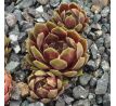 Sempervivum DONNA KARAN