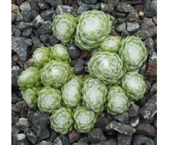 Sempervivum EARLY WINTER