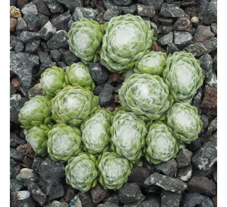 Sempervivum EARLY WINTER