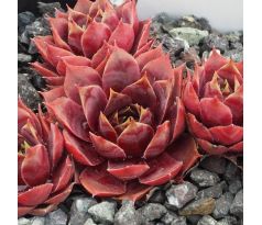 Sempervivum EL GRECO