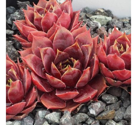 Sempervivum EL GRECO