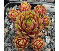 Sempervivum ELBDEICH