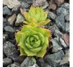 Sempervivum EMERSON`S GIANT