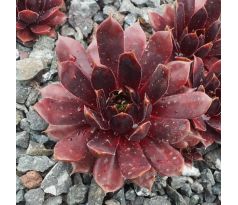 Sempervivum END OF NIGHT