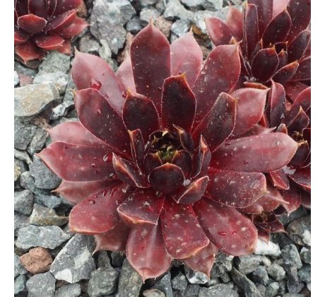 Sempervivum END OF NIGHT