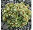 Sempervivum BRYOIDES