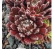 Sempervivum FEUERRAD