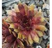 Sempervivum FIRLEFANZ