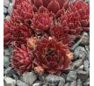 Sempervivum FOR YOU