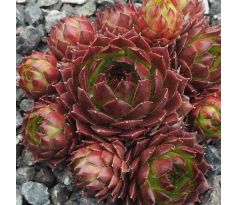 Sempervivum FRESH FINE ORANGE