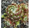 Sempervivum SUGAR FROSTING