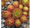 Sempervivum SALMONS CUP