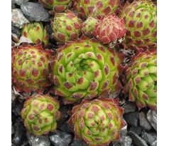 Sempervivum STAR STRUCK