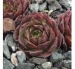 Sempervivum LADY OF HACCOMBE