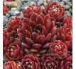 Sempervivum PALISSANDER