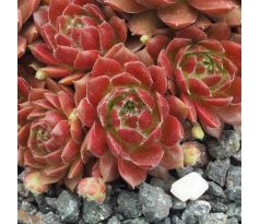 Sempervivum PACIFIC GREEN FLEURS