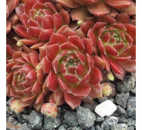 Sempervivum PACIFIC GREEN FLEURS