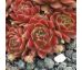 Sempervivum PACIFIC GREEN FLEURS