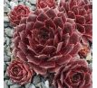 Sempervivum ADONIS