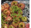 Sempervivum ALARIC