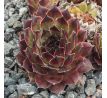 Sempervivum ALMRAUSCH