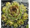 Sempervivum ALSEM