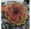 Sempervivum ANDINN CORSON