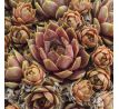 Sempervivum ANDINN GREY EMINENCE